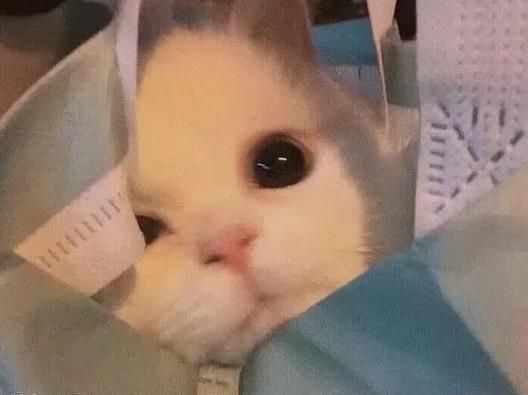 猫猫能有什么坏心眼呢表情包分享