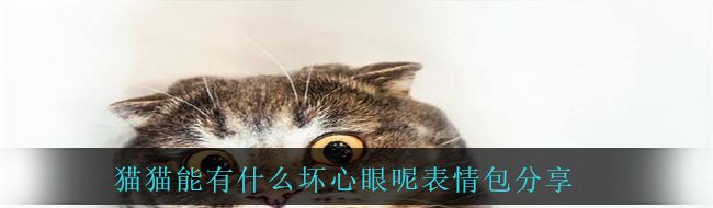 猫猫能有什么坏心眼呢表情包分享