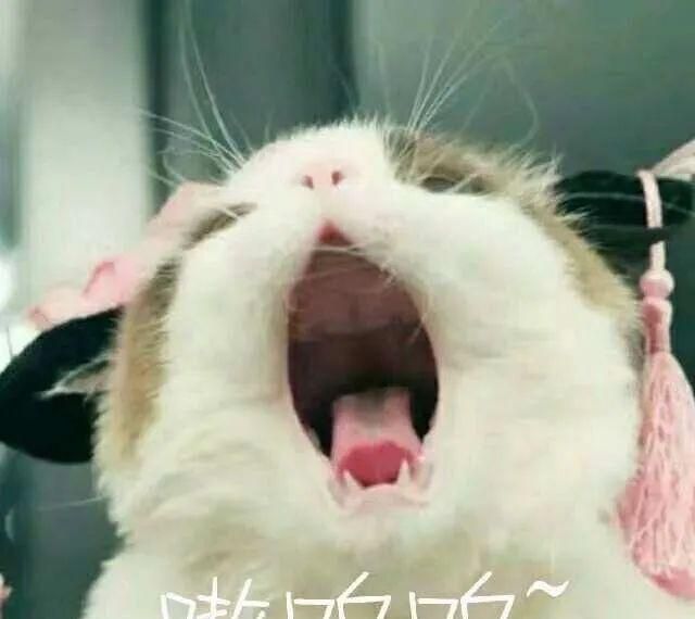 猫猫能有什么坏心眼呢表情包分享