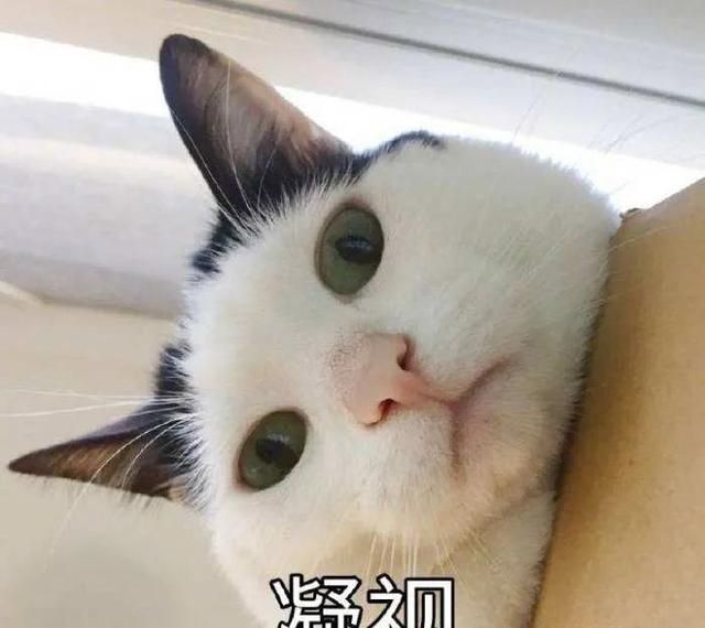 猫猫能有什么坏心眼呢表情包分享