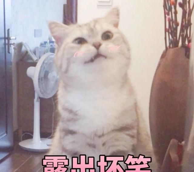 猫猫能有什么坏心眼呢表情包分享