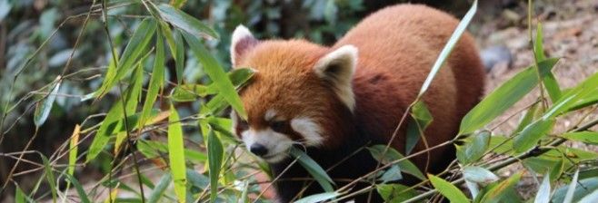 2020《微博》12月11日森林驿站每日一题答案